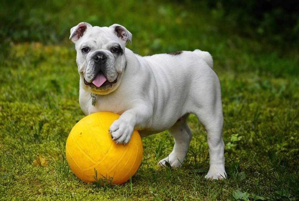 Bulldog inglés jugando