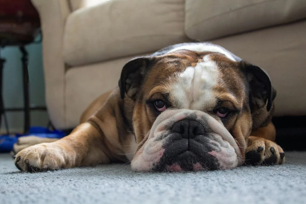 Bulldog inglés descansando