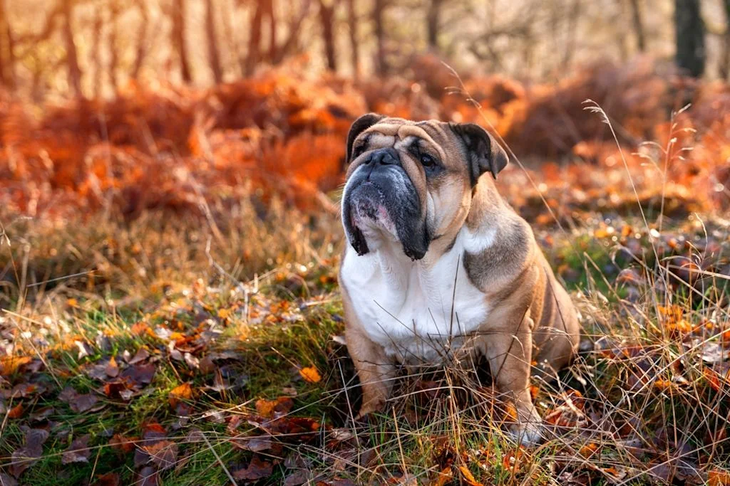 Bulldog inglés en el bosque