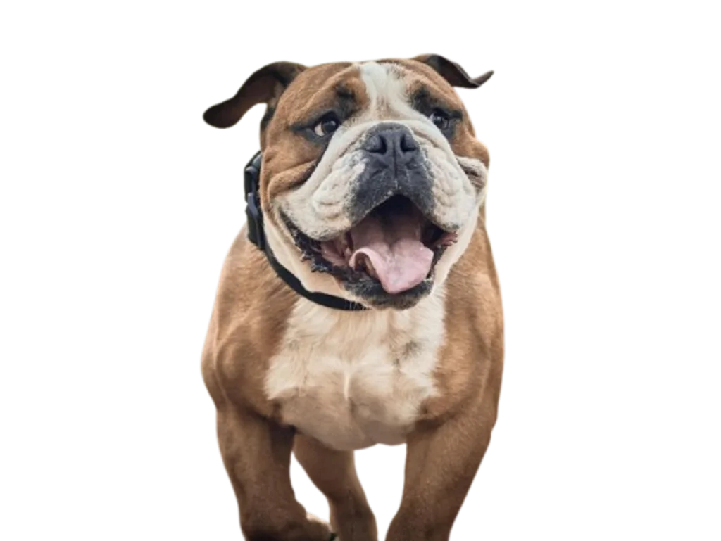 Bulldog inglés contento