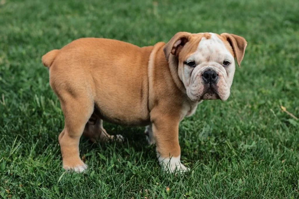 Cachorro de bulldog inglés 