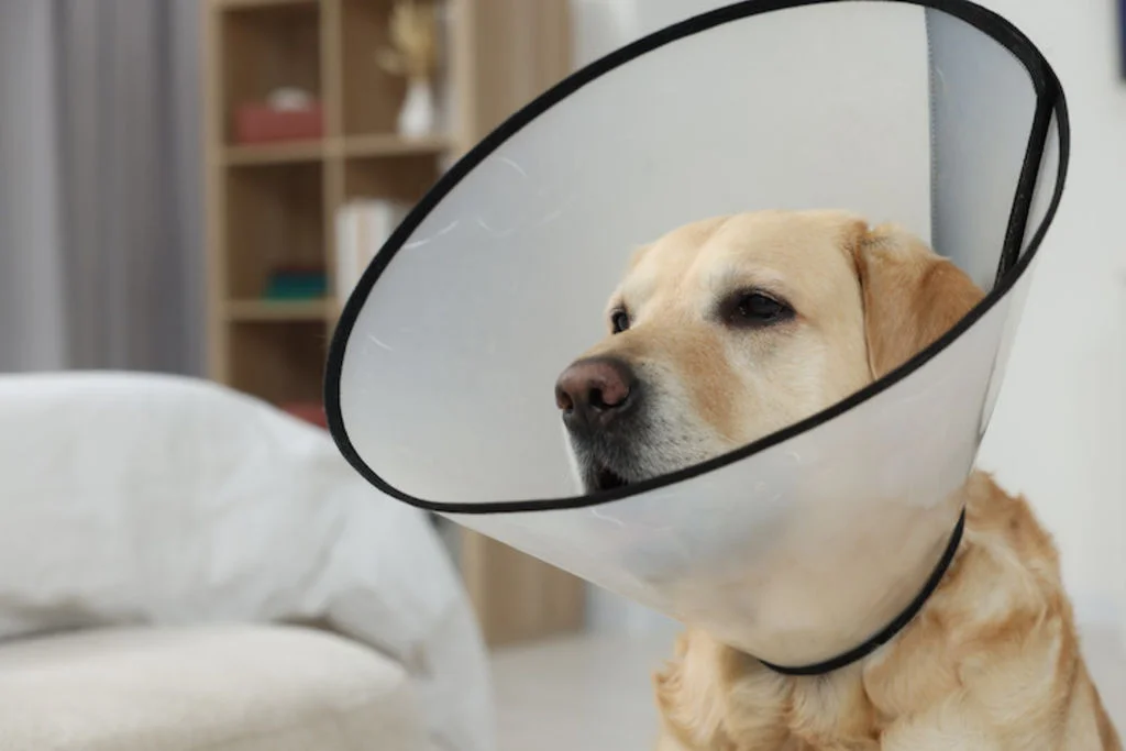 Perro con collar isabelino