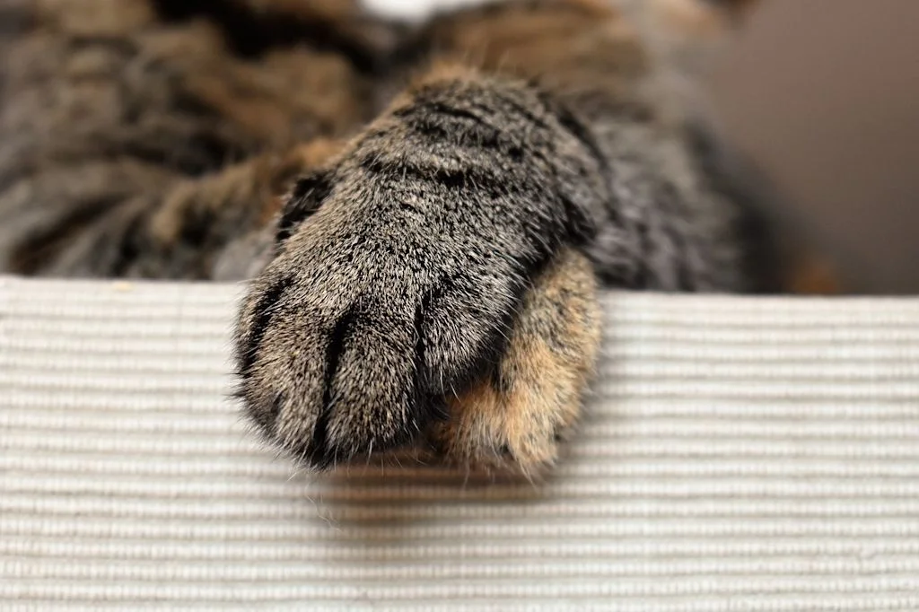 Detalle de pata felina