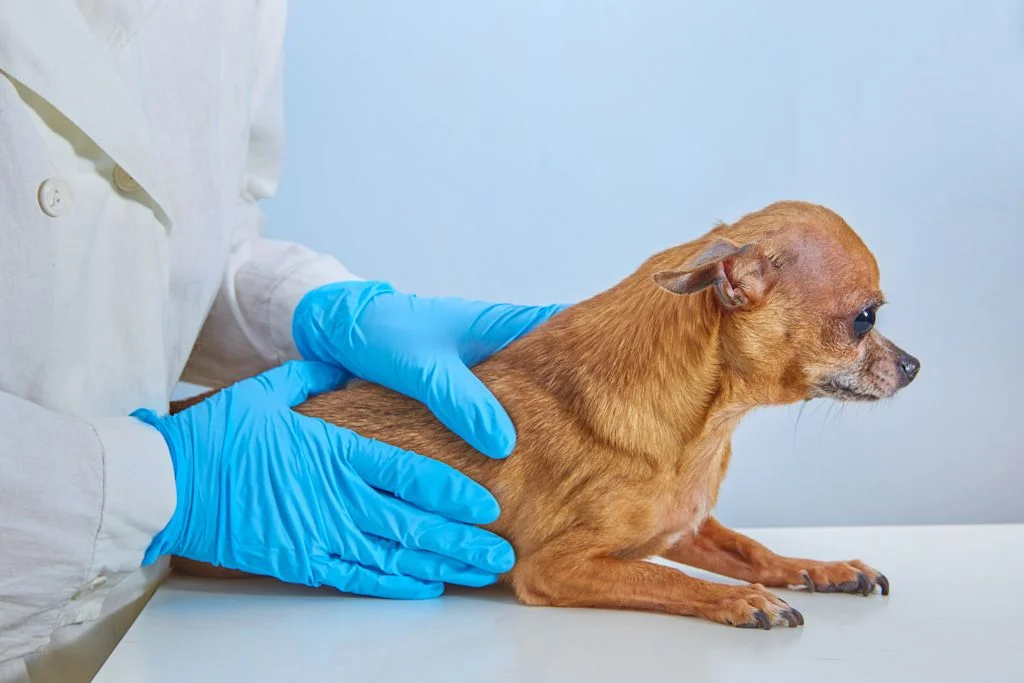 Examen veterinario canino