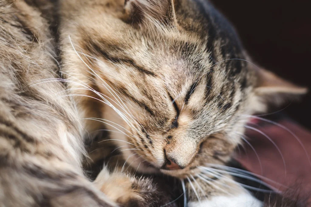 Gato durmiendo profundamente