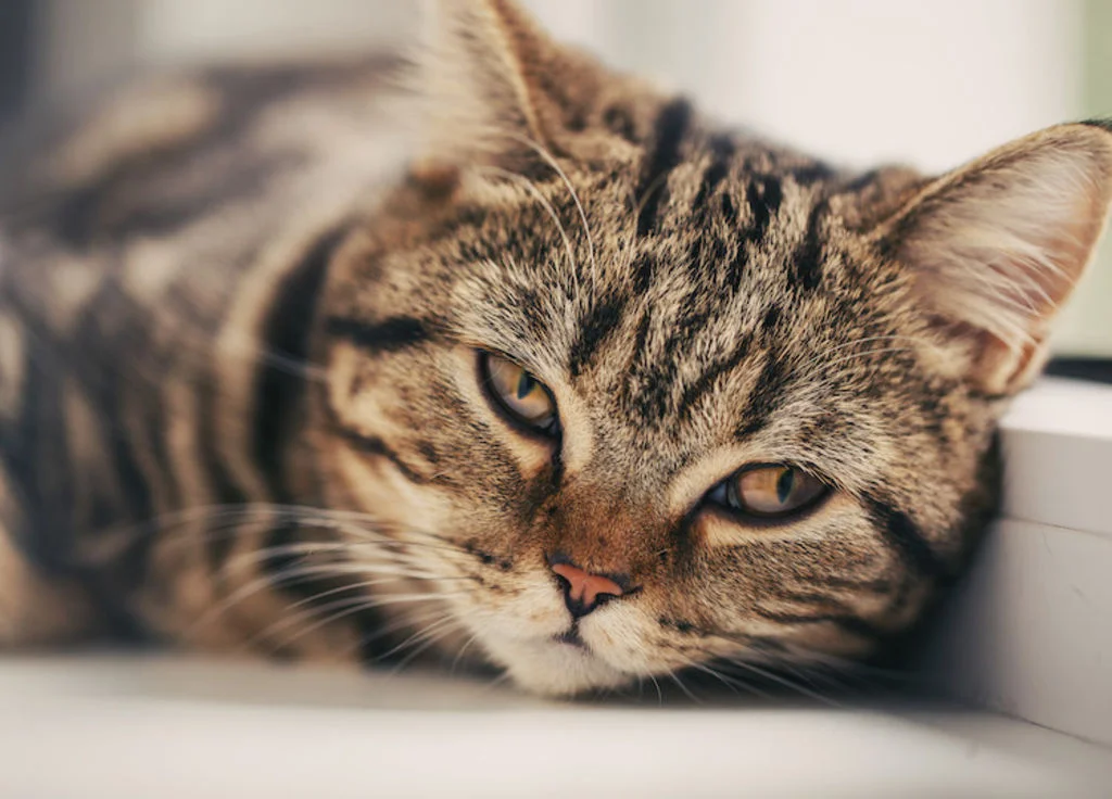 Gato con mirada ausente