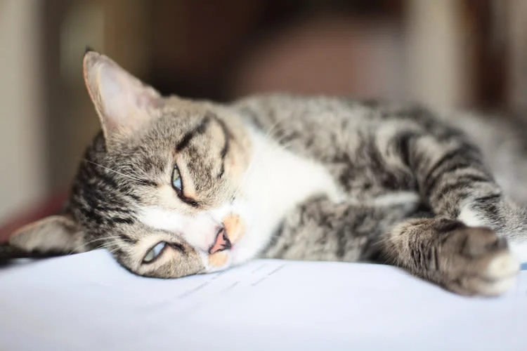 Edema pulmonar en gatos: síntomas, causas y tratamiento