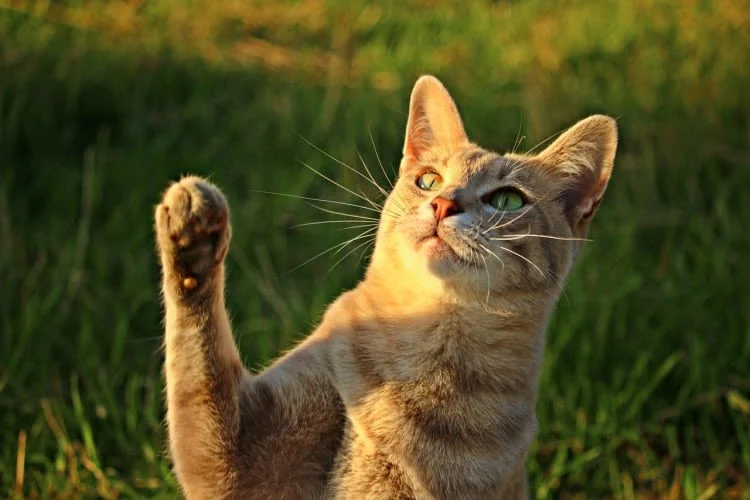 Esguince en gatos: cómo reconocerlo y tratarlo
