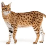 Gato savannah de perfil