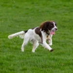 Perro corriendo en el césped