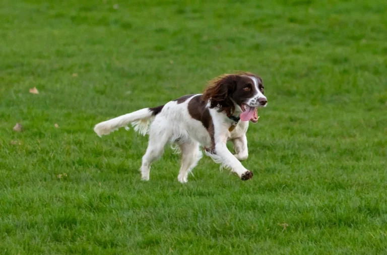 Springer Spaniel