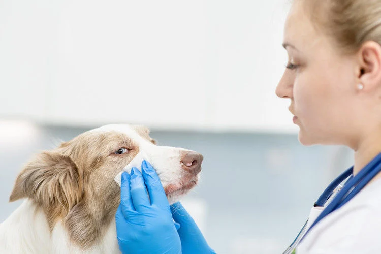 Úlcera corneal en perros