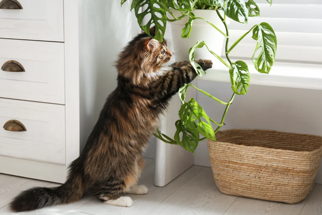 Plantas tóxicas para gatos: cuáles son, síntomas y alternativas