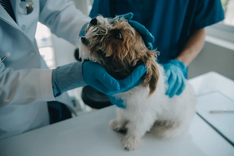 Parvovirus en perros: qué es, síntomas y tratamiento