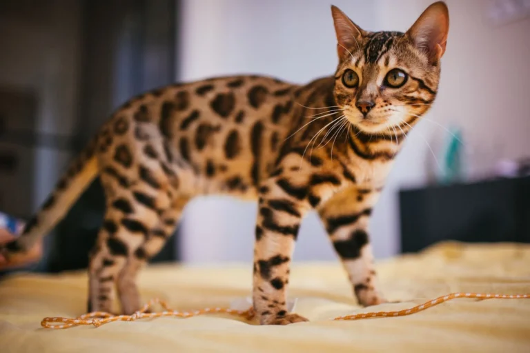 Gato raro
