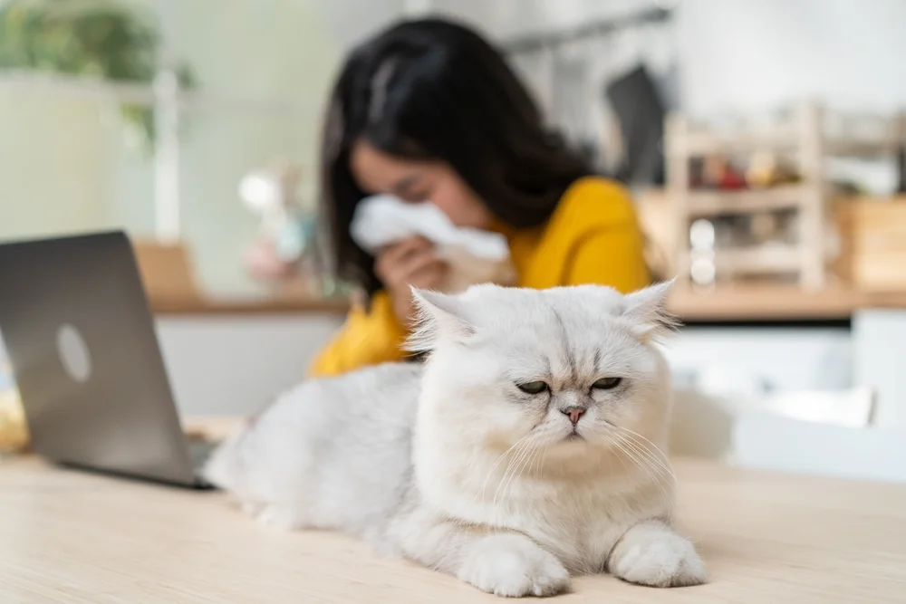 Síntomas alergia a los gatos