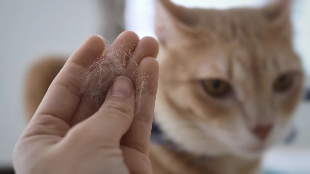 Pelo suelto de gato