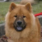 Primer plano de un Eurasier