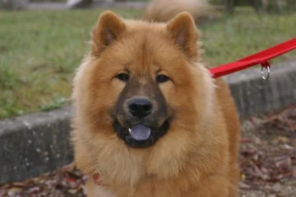 Eurasier