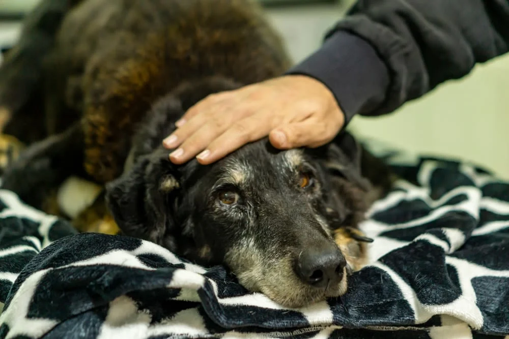 Eutanasia en perros: ¿cuánto cuesta y cómo afrontarla?