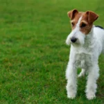 Fox terrier en el césped.