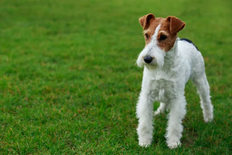 Fox terrier