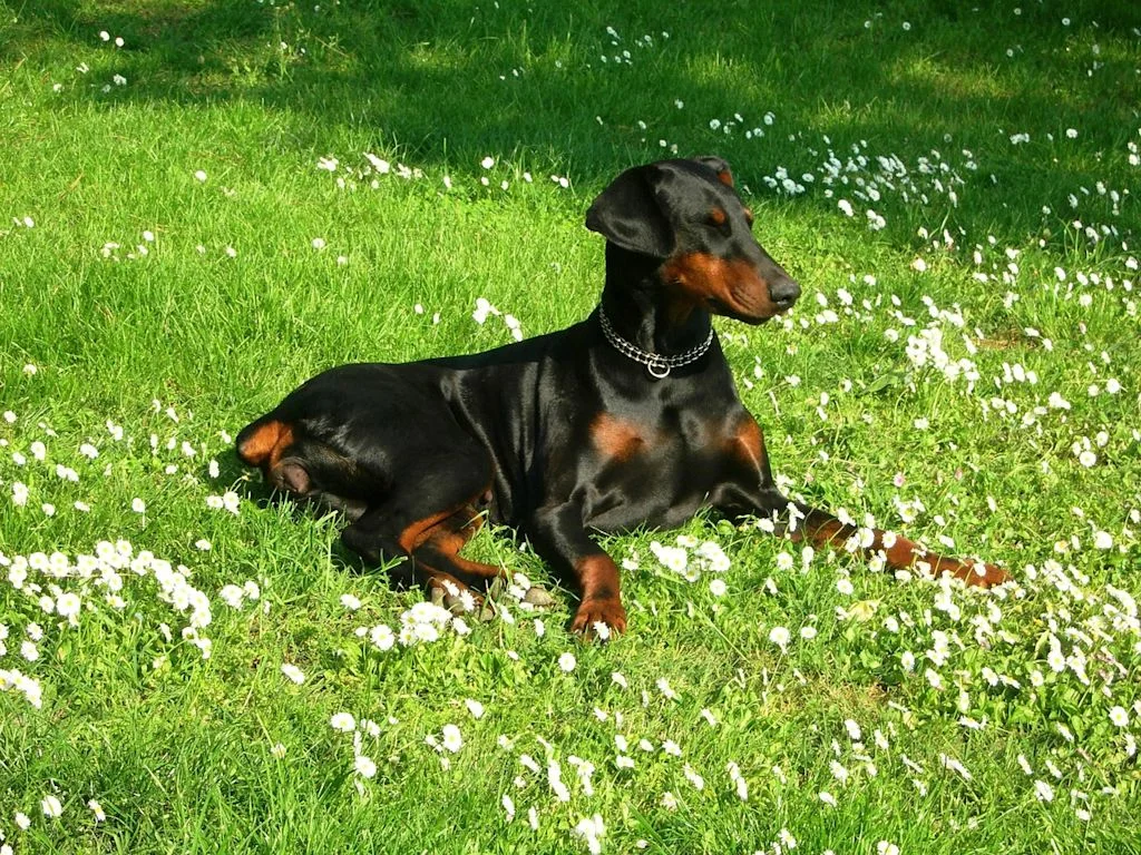 Dóberman en prado con flores