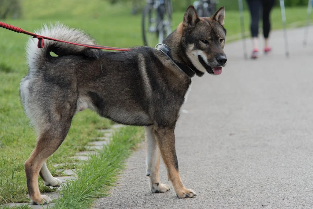 Perro shikoku paseando en el parque
