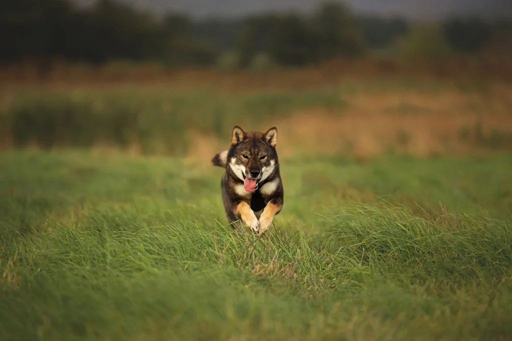 Perro shikoku corriendo por el campo