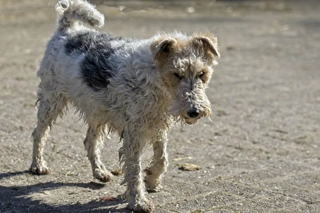 Fox terrier con pelaje mojado.
