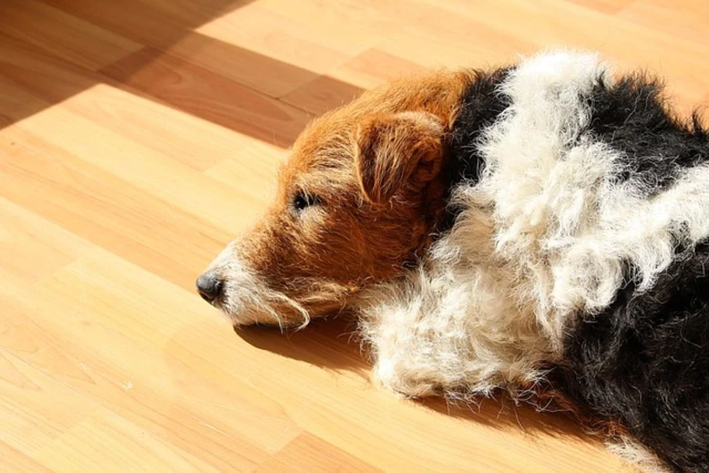 Fox terrier descansando.
