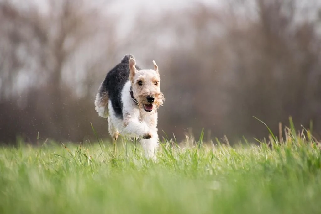 Fox terrier corriendo feliz.