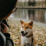 Perro shikoku mirando a su dueña