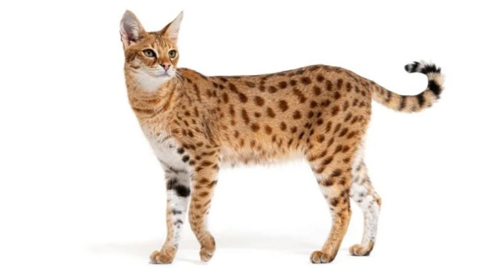 Gato raro savannah