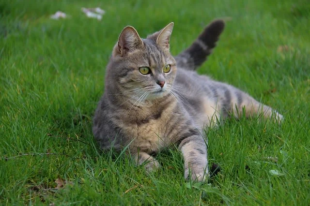 ¿Cuánto cuesta tener un gato en España? Guía completa de precios y gastos