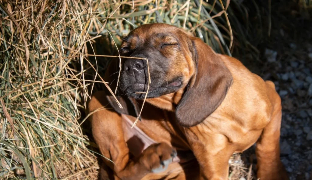 ¿Por qué mi perro se rasca mucho?