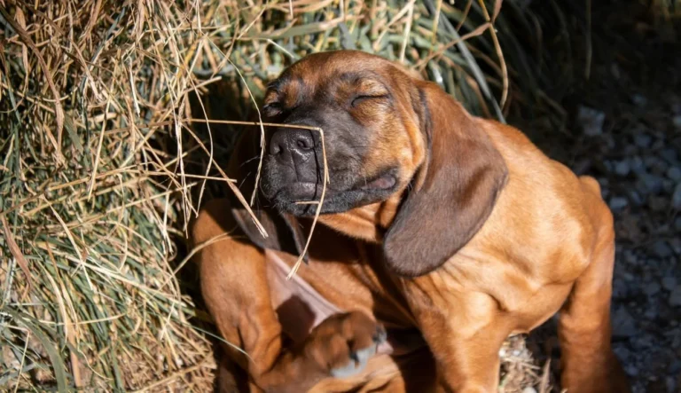 ¿Por qué mi perro se rasca mucho?