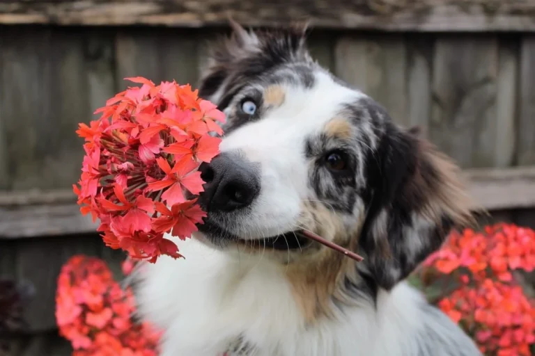 Plantas venenosas para perros: cuáles son y qué hacer ante una intoxicación