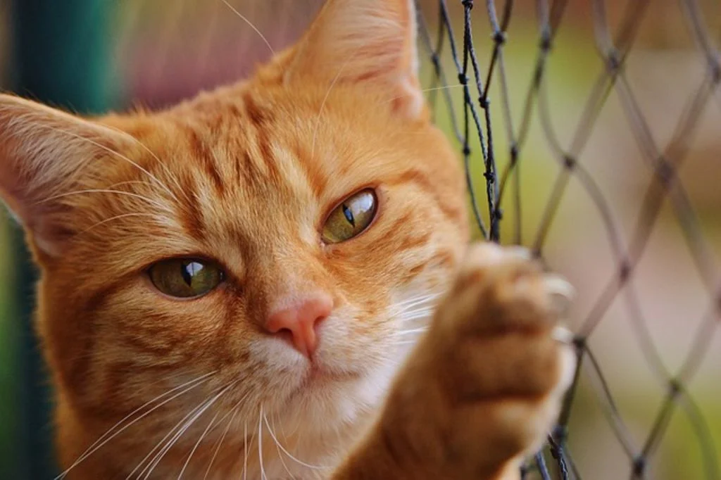 Gato naranja agarra una red