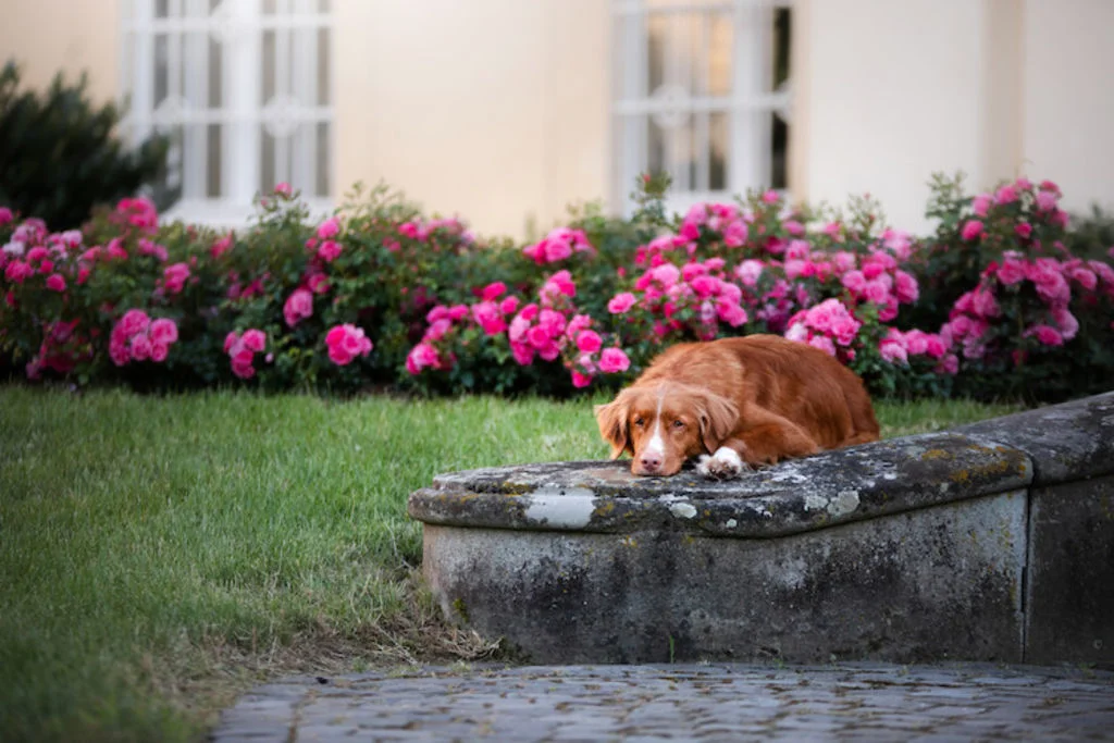 Perro junto a parterre floreado