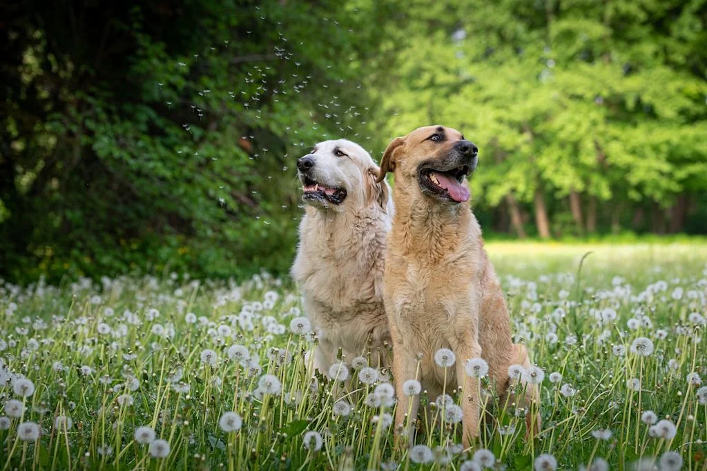 Dos perros entre flores