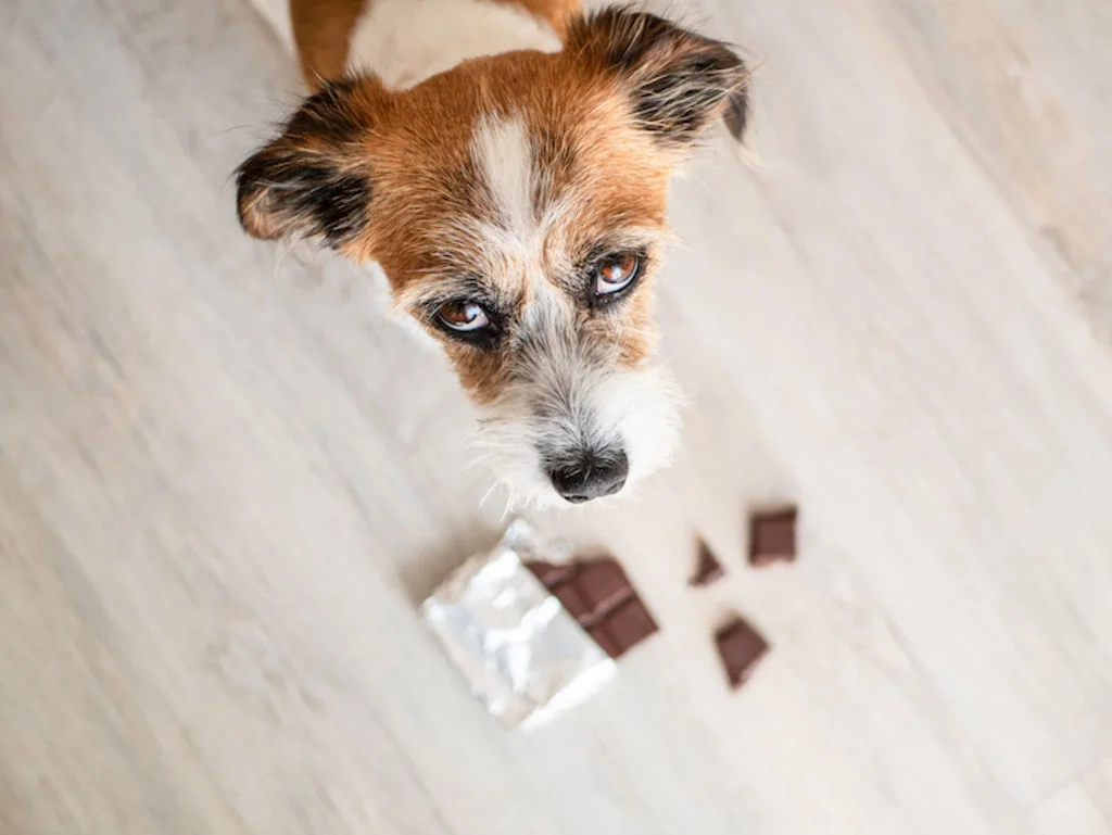 Perro junto a chocolate