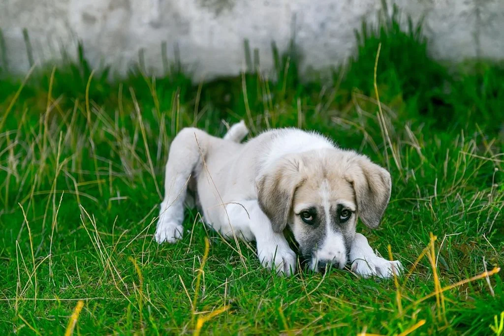 Cachorro tumbado en la hierba