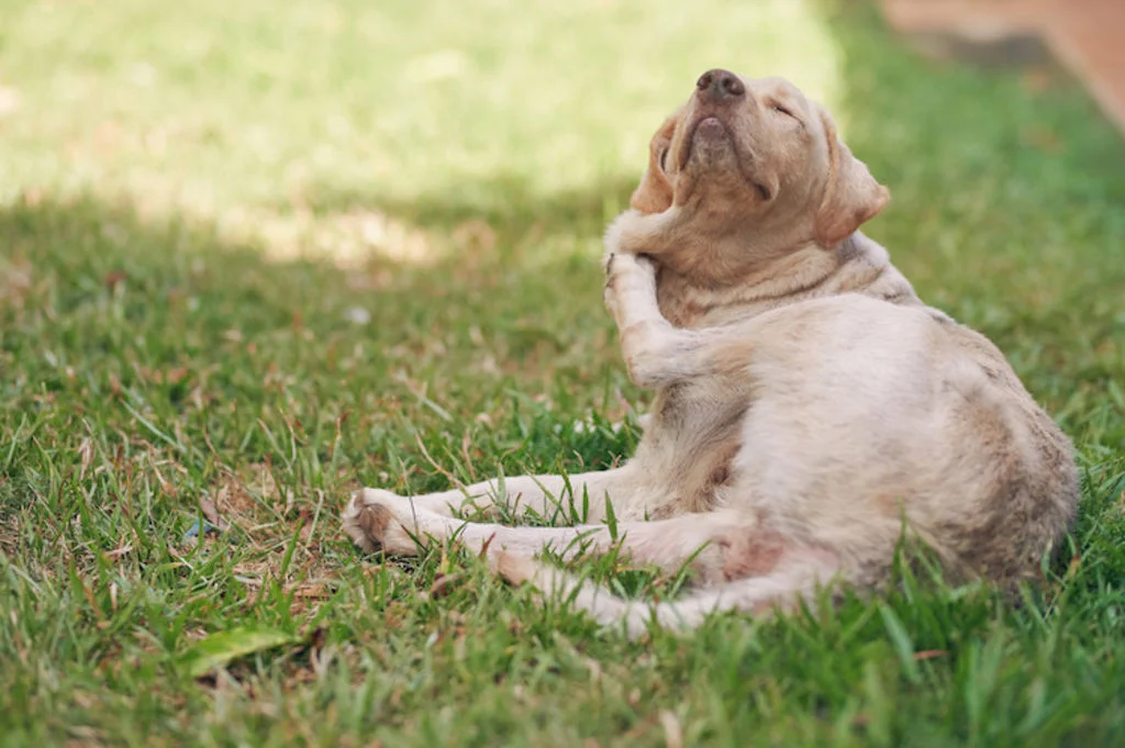Perro rascándose en el césped