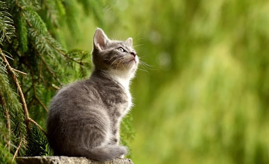 Gatito gris observando hacia arriba