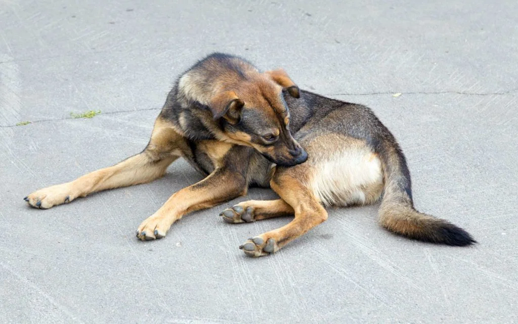 Perro mordiéndose la pata