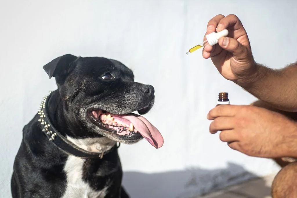 Administración de medicación canina