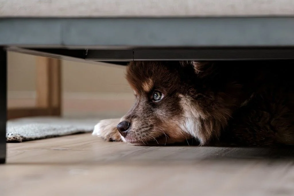 Perro escondido bajo un mueble
