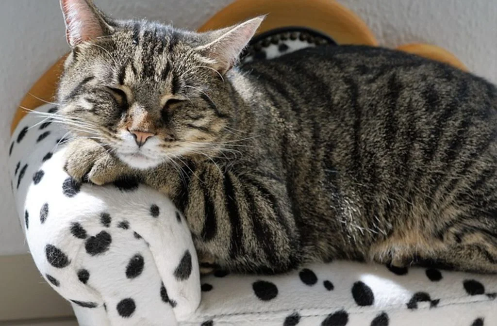 Gato durmiendo en un sofá