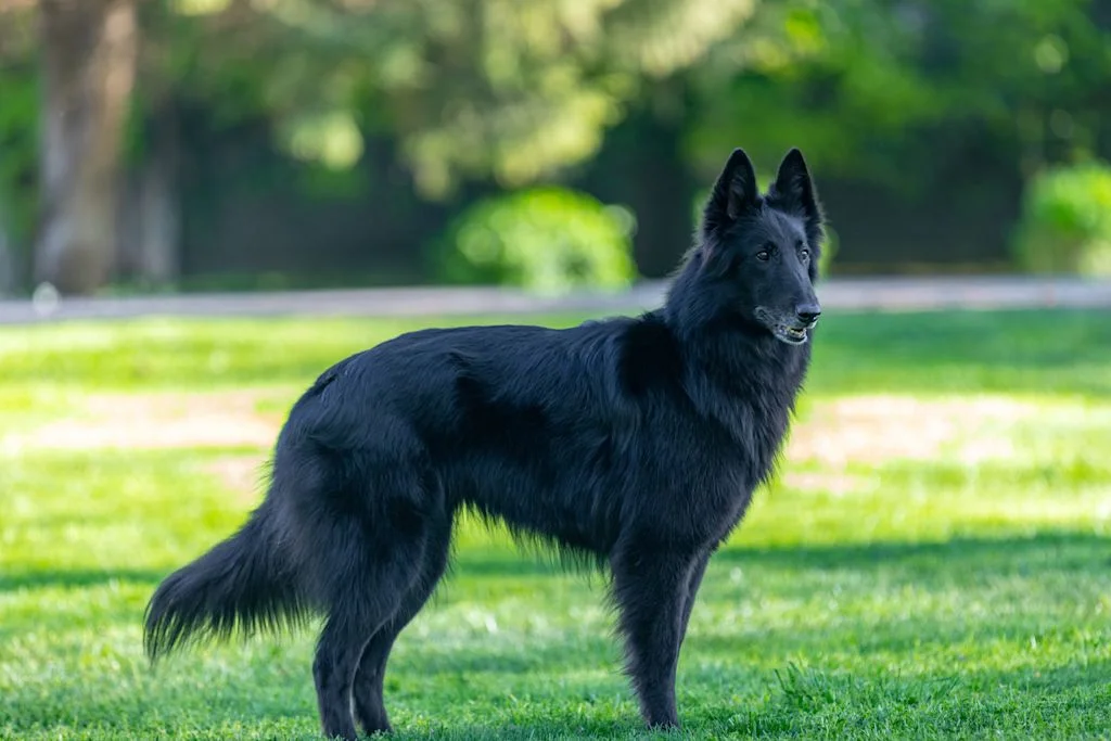 Pastor belga groenendael